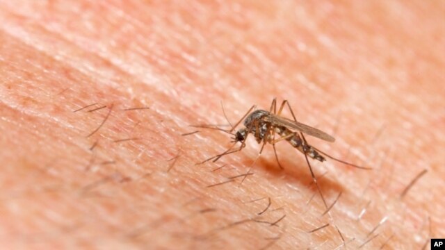 Malaria-causing mosquito
