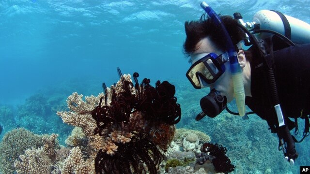 Rạn san hô Great Barrier bao phủ một khu vực rộng 345.000 kilomét vuông trong vùng biển đông bắc Australia
