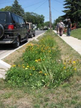 eco landscaping protects against flooding eco landscaping protects against flooding