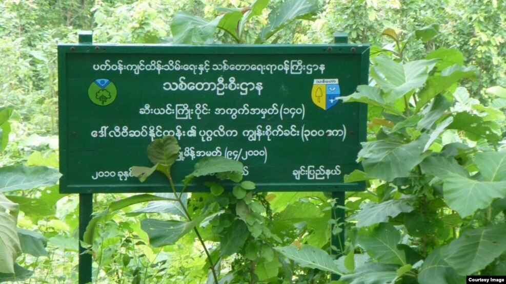 ဆီးယင္းသစ္ေတာႀကိဳး၀ိုင္း ပုဂၢလိက ကၽြန္းစိုက္ခင္းတစ္ခု /၂၇-၈-၂၀၁၅ (ဓါတ္ပံု-Maung Maung Lwin)
