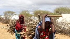 Newly arrived Somali refugee women carry firewood at the Ifo Extension refugee camp in Dadaab, near the Kenya-Somalia border, October 19, 2011. 