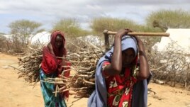 Newly arrived Somali refugee women carry firewood at the Ifo Extension refugee camp in Dadaab, near the Kenya-Somalia border, October 19, 2011. 