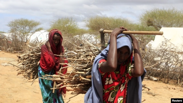 Newly arrived Somali refugee women carry firewood at the Ifo Extension refugee camp in Dadaab, near the Kenya-Somalia border, October 19, 2011. 