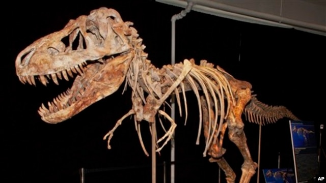 The fossil of a Tyrannosaurus bataar dinosaur will be returned to Mongolia after a Florida paleontologist smuggled it out of that country and sold it at auction for more than $1 million.  