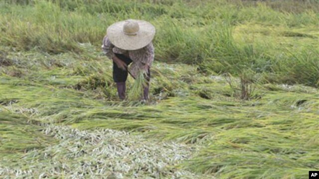 A farmer harvests her damaged rice, October 20, 2010, in San Mariano township, two days after typhoon Megi (local name "Juan") barreled Isabela province and nearby provinces in northeastern Philippines