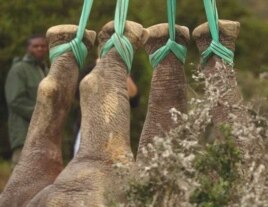 The rhinos’ ankles are tied to helicopters with extremely strong ropes