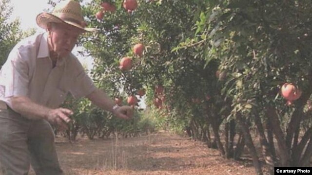 Irrigation pioneer Daniel Hillel checks his orchards near his home in Israel