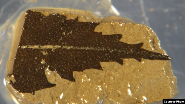 This 24,700-year-old leaf, dated by radiocarbon, was found in sediment cores from Japan’s Lake Suigetsu. (Credit: Richard Staff)