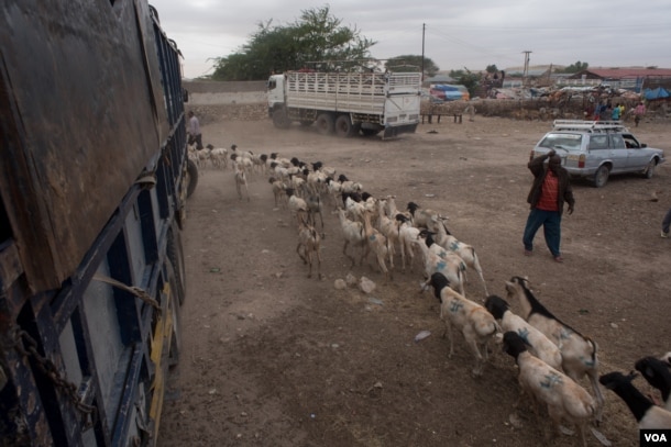 Herders guide goats and sheep the at the livestock market in the Somaliland capital Hargeisa before sending them to the port of Berbera for export, August 9, 2016. (J. Patinkin/VOA)