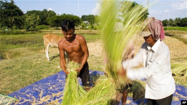 With more than 2.7 million hectares of cultivatable land, agriculture experts hope new methods and seeds can help the country reach a goal of 1 million tons of annual rice export by 2015.