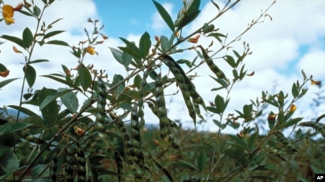 Pigeon peas can help reduce the need for synthetic fertilizer.