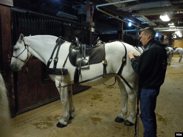 A U.S. soldier prepares a horse for caisson duty at Arlington National Cemetery. (VOA/J. Taboh)