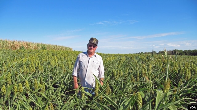 Fred Prokop grows sorghum and corn on his farm outside of Lincoln, Nebraska. (VOA/S. Baragona)