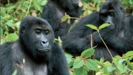 International trafficking of great apes is on the rise. Credit: GRASP