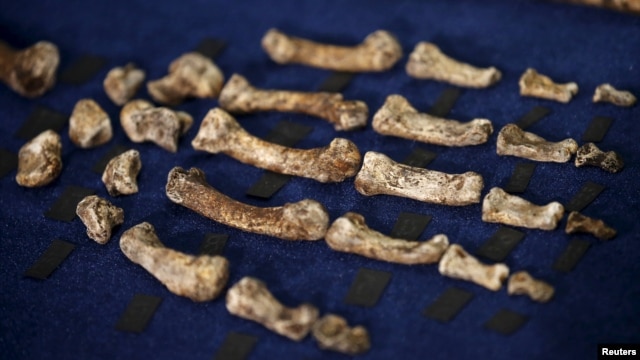 Các mảnh xương hóa thạch của 'Homo naledi' tìm được ở ngoại ô Johannesburg, ngày 10/9/2015.