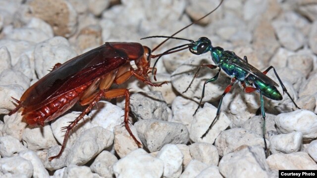 The female emerald cockroach wasp leads her prey by the antenna after stinging it to render it docile. The egg she lays on the roach will hatch, burrow inside, and feed on the roach as the wasp larva develops. (Courtesy Gudrun Herzner)