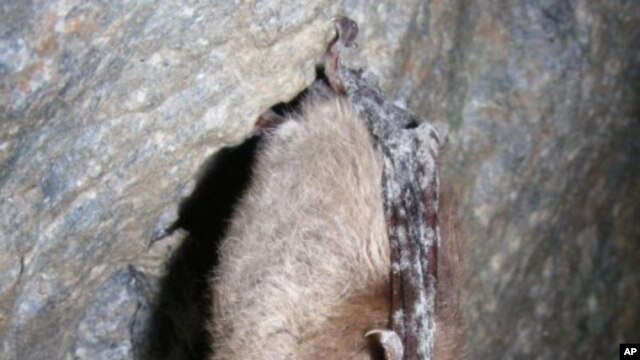 A deadly disease in bats called “white-nose syndrome” was confirmed on this tri-colored bat from a cave in Lincoln County, Missouri in March 2012. The name describes the white fungus shown on the face and wings of the infected bat.
