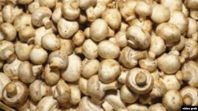 Studim – Kërpudhat, burim të vitaminës D