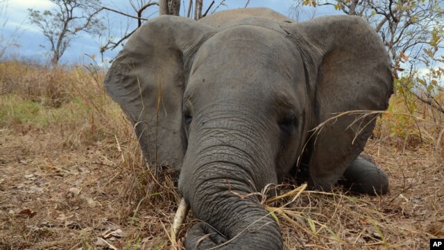 En esta foto de 2014 un elefante muerto por cazadores furtivos en Mozambique. Foto proporcionada por la Sociead de Conservación de la Vida Silvestre.