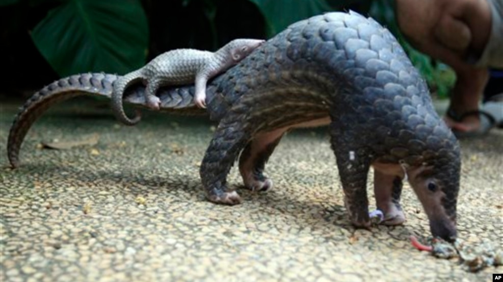 The CITES conference decided to move the pangolin onto its most protected species list.