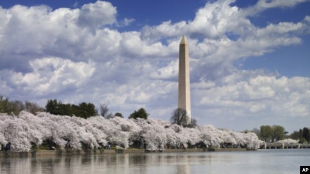 The Washington Monument appears in the distance behind the array of gorgeous trees during the city’s annual Cherry Blossom Festival.  

