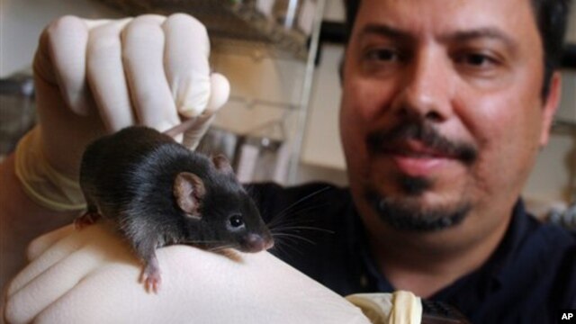 Menurut Ronald Tompkins, guru besar  Fakultas Kedokteran Universitas Harvard, respon genetik pada tikus sangat beragam, dan menunjukkan, obat yang manjur pada tikus mungkin tidak manjur bagi manusia (foto: Dok).