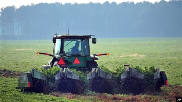  Ray Morris plows up peanuts at his farm near Leesburg, Ga., on Thursday, Oct. 25, 2012. US farmers are expected to bring in more than two-thirds more peanuts than they did in 2011. 