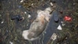 漂入上海郊区的死猪