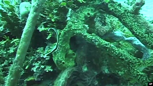 US Agency Says Coral Reef Destruction is Slowing This Year