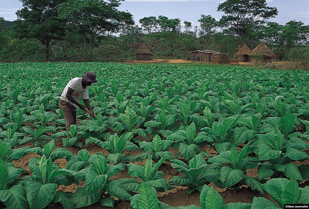 Zimbabwe Official Says Most Occupied Farms Underutilized