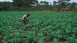 Crops in Zimbabwe