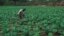 Crops in Zimbabwe