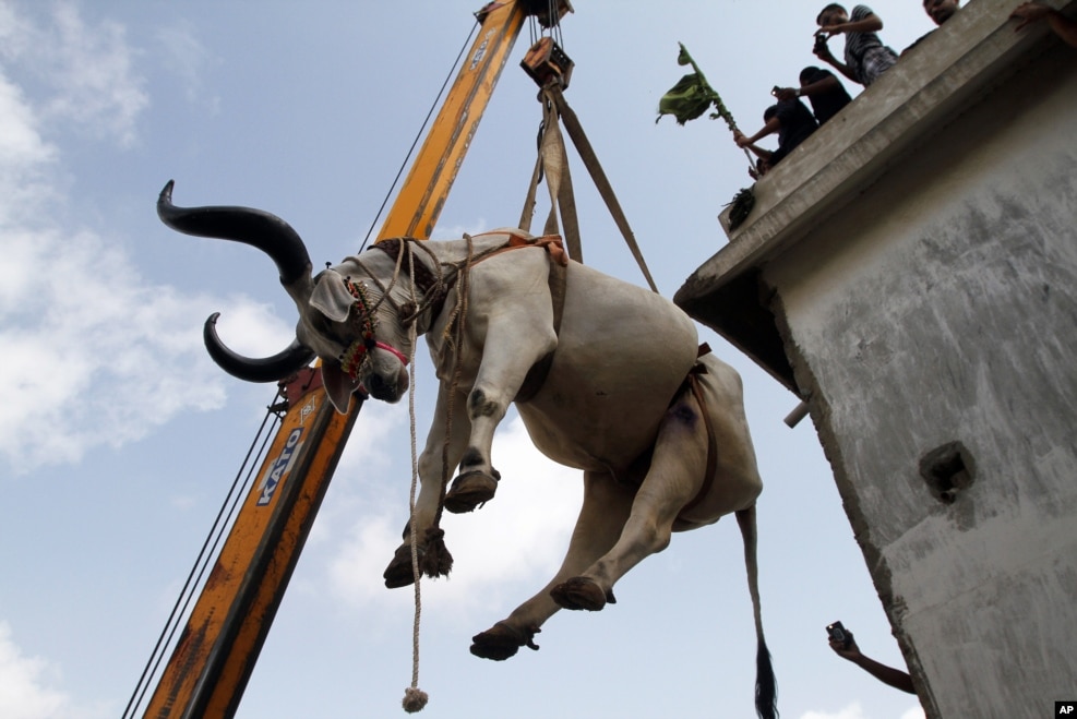 Pakistan - Qurban bayramına hazırlıqlar 