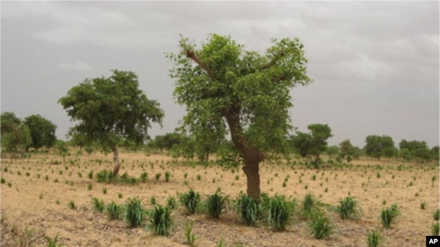 Crops grow better when planted near trees.