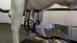 Milk shortages looming in Zimbabwe's Manicaland Province as dairy production costs skyrocket.