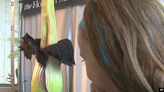 Visitors to the Museum of Natural Science in Houston revel in the sight and smell of the "corpse flower" (Amorphophallus Titanum)