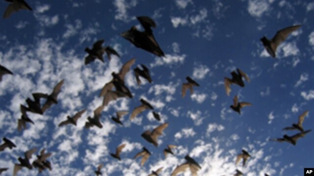 Brazilian free-tailed bats in flight as they emerge from a cave in Texas.