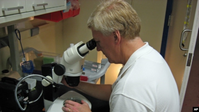 Notre Dame Professor David Hyde examines adult stem cells under the microscope.