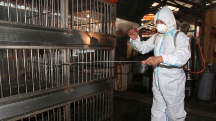 Seorang petugas menyemprotkan disinfektan di pasar unggas di Banchiao, Taipei (29/4). (AP/Chiang Ying-ying)
