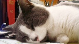Cat relaxes on his human's desk (Steve Ember/VOA)