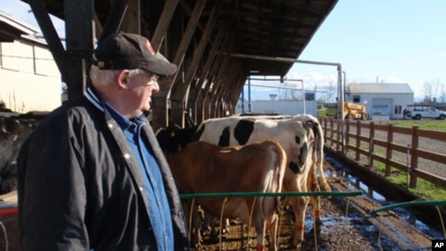 Dairy owner Darryl Vander Haak turns cow manure into  'bio-gas' which burns like natural gas in a small electric power plant right on his farm.