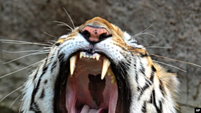 An Indian Royal Bengal Tiger yawns as he rests in the water-pond inside an enclosure at the Nehru Zoological Park in Hyderabad, May 11, 2011 (file photo).