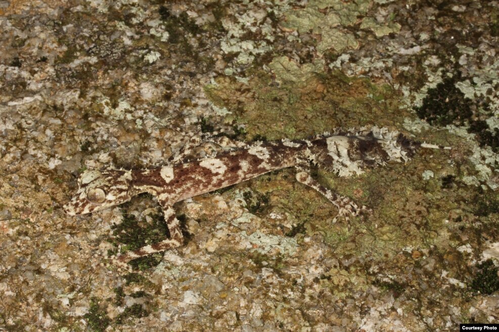 WLeaf-Tailed Gecko – ‘กิ้งก่าหางใบไม้’ พบในออสเตรเลีย มีตัวยาวและผอมกว่ากิ้งก่าทั่วไป ดวงตาโตใหญ่ มีหางแบนเหมือนใบไม้ ความยาวทั้งตัวประมาณ 4 นิ้ว ชอบพรางตัวอยู่ตามก้อนหินหรือใบไม้เพื่อรอเหยื่อ