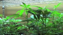 Marijuana mjekësore në Kaliforni
