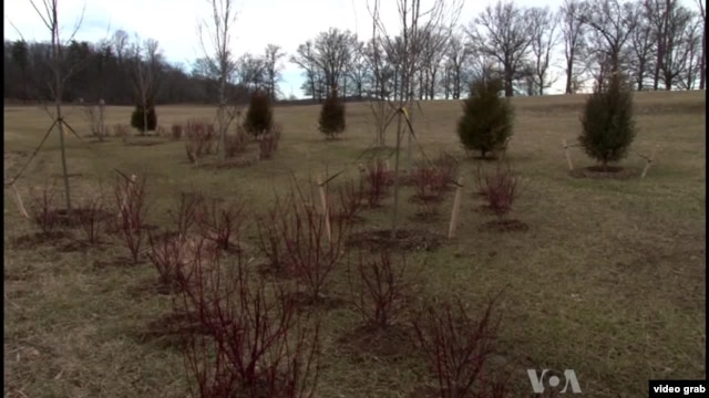 Civil War memorial trees