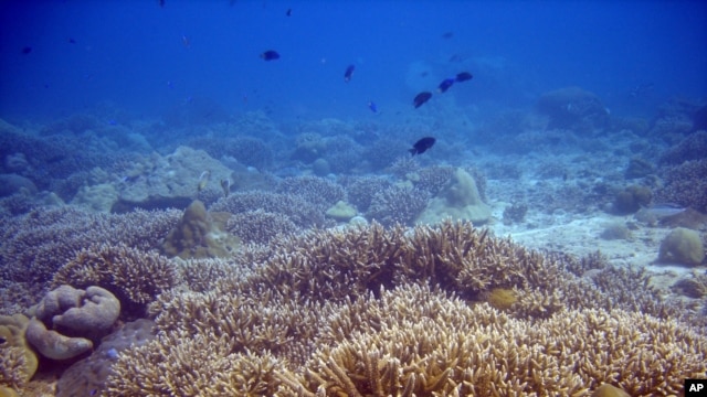 A reef with high coral cover, but the lack of fish suggests it may be less healthy than it appears.