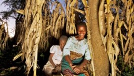 Using Evergreen Agriculture, Rhoda Mang’yana grows maize near Faidherbia trees to improve crop yields and soil fertility on her farm. (Credit: Jim Richardson)