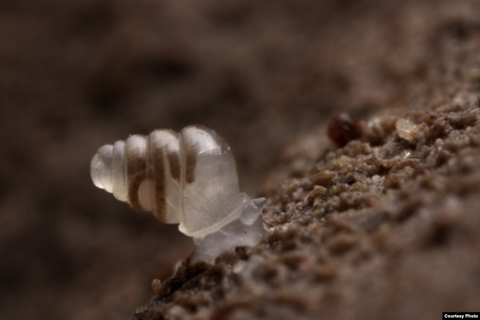 LivDomed Land Snail – ‘หอยทากดินหลังโดม’ เป็นหอยทากตัวใสขนาดเล็กที่อาศัยอยู่ในถ้ำลึกใต้ดิน 900 เมตร ในแถบตะวันตกของโครเอเชีย จัดเป็นหนึ่งในสัตว์ที่เคลื่อนที่ช้าที่สุดในโลก เพราะเคลื่อนตัวเพียงไม่กี่มิลลิเมตรต่อหนึ่งสัปดาห์