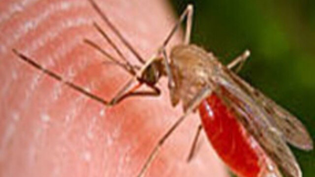 Nations Work Toward Aim of Zero Malaria Deaths by 2015