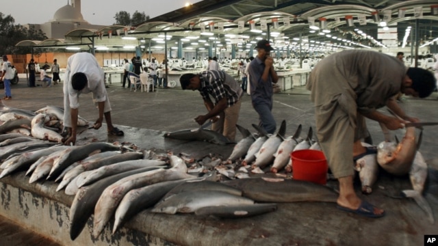 Workers cut shark fins  at a fish market in Dubai , United Arab Emirates. (June 12, 2012)